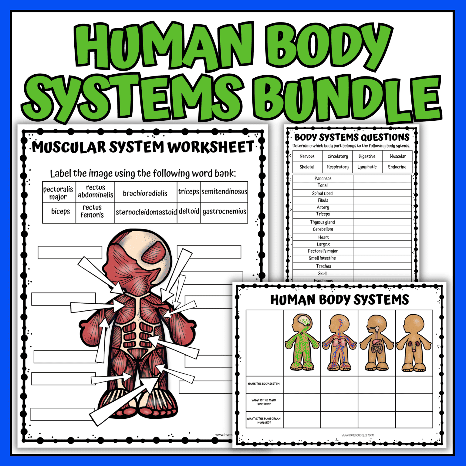 Human Body Systems Coloring Pages for Kids | Printable PDF