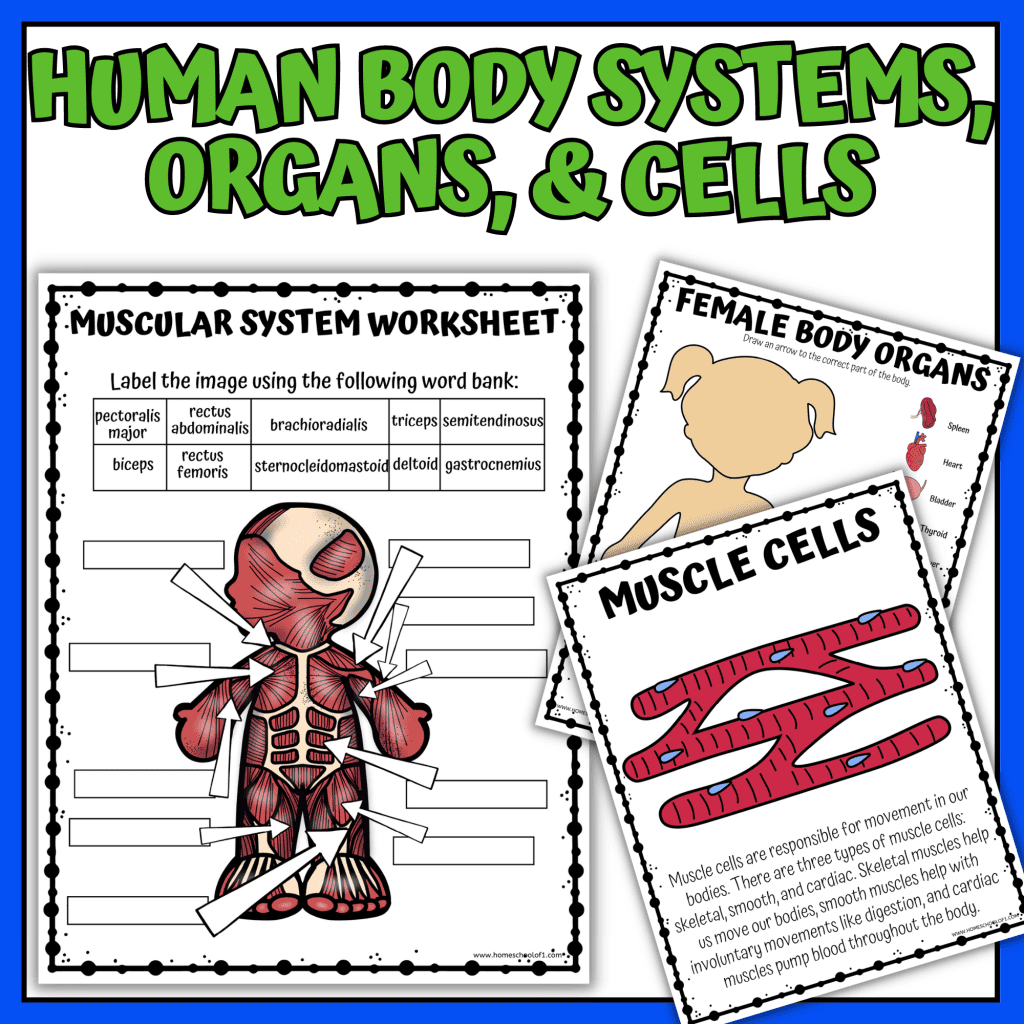 Human Body Worksheet Bundle Learn About Organs Cells And Body Systems