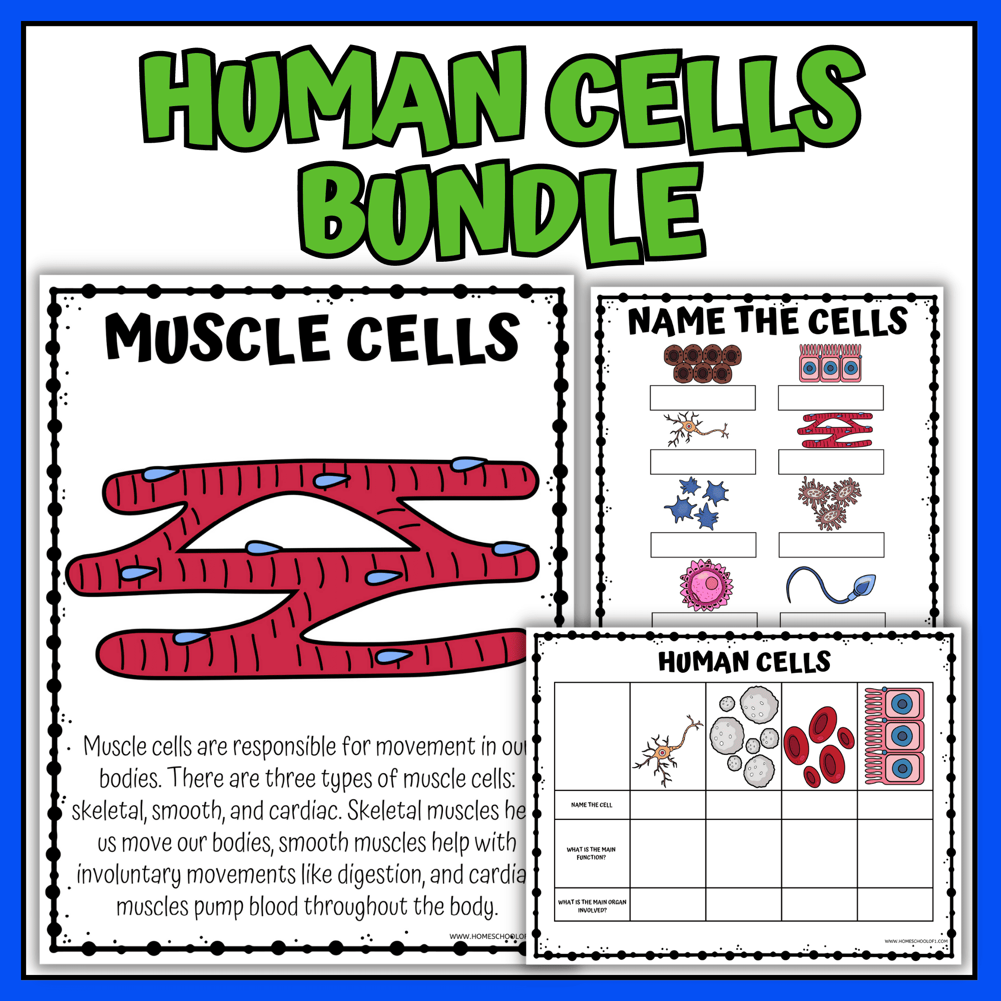 Human Cells Worksheets