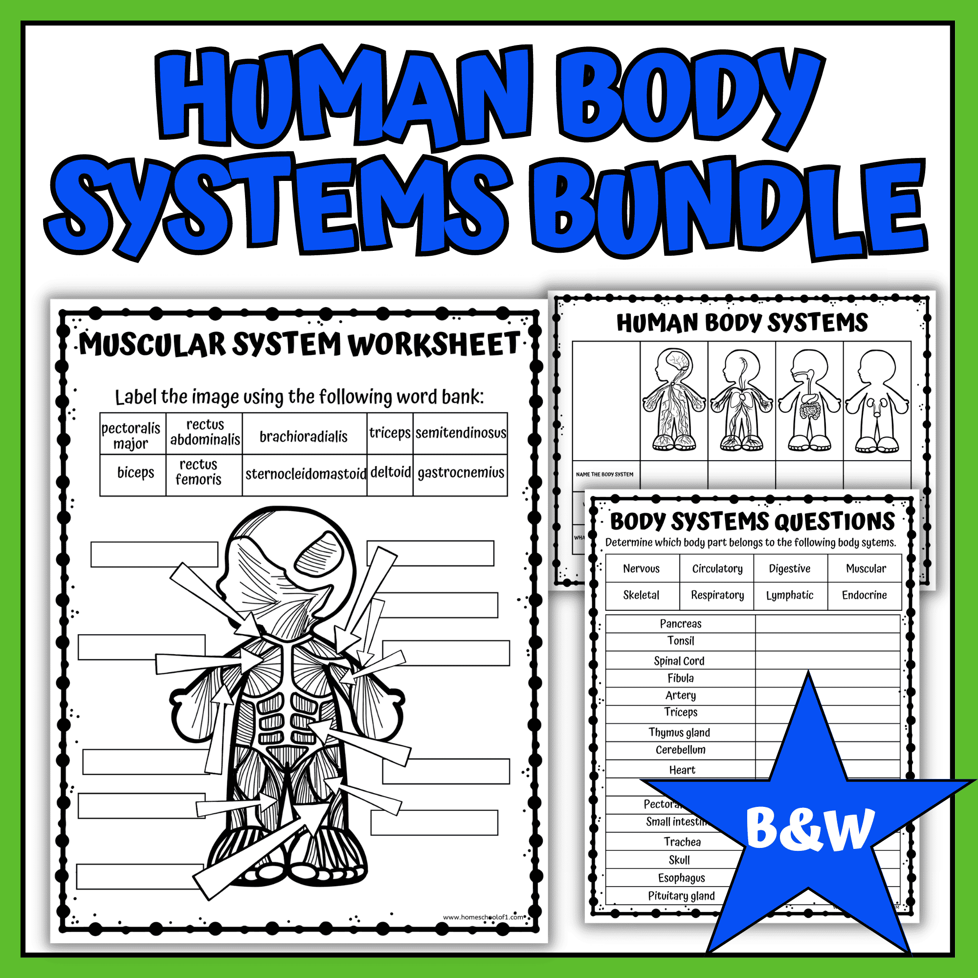 HUman Body Systems Worksheets