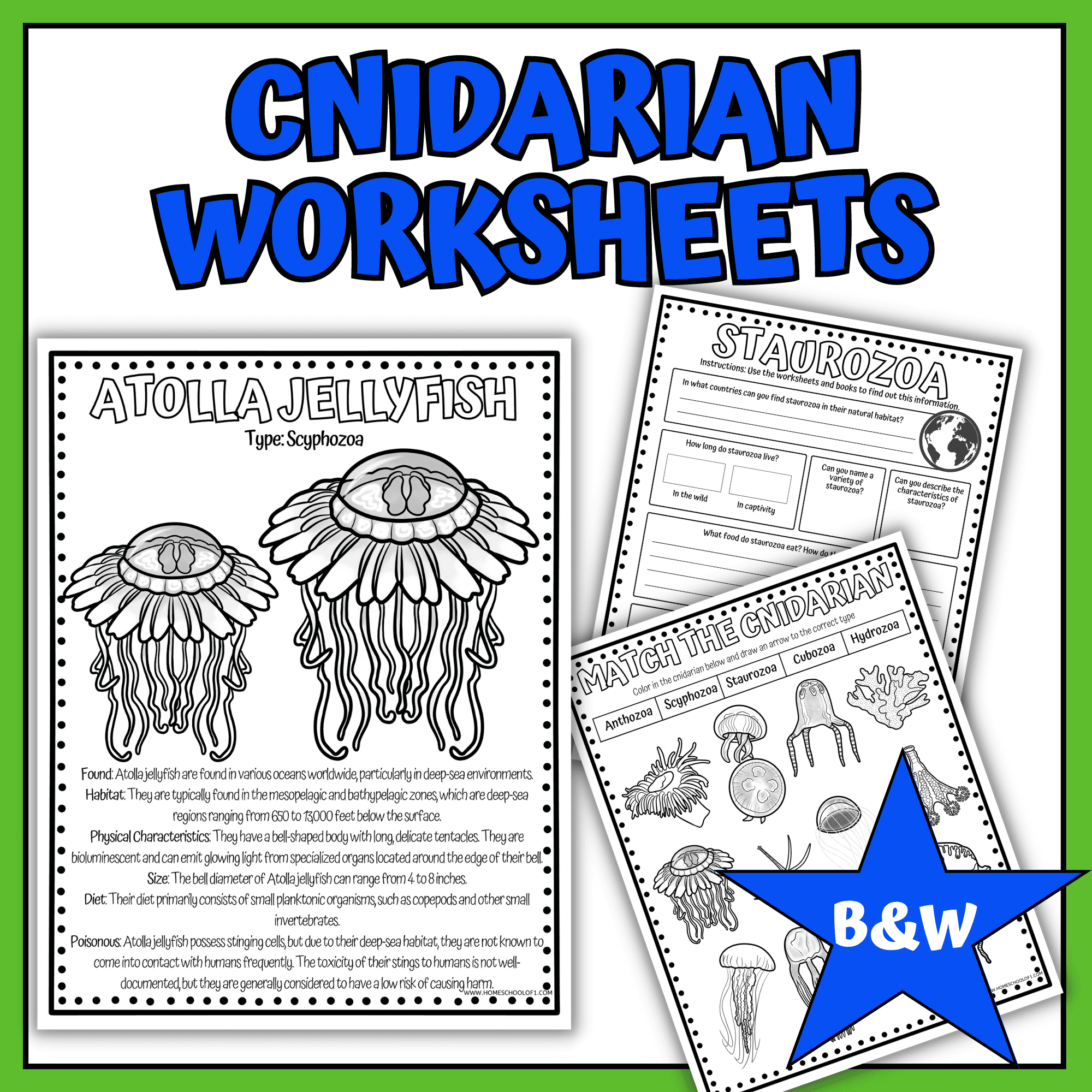 label parts of a cnidarians