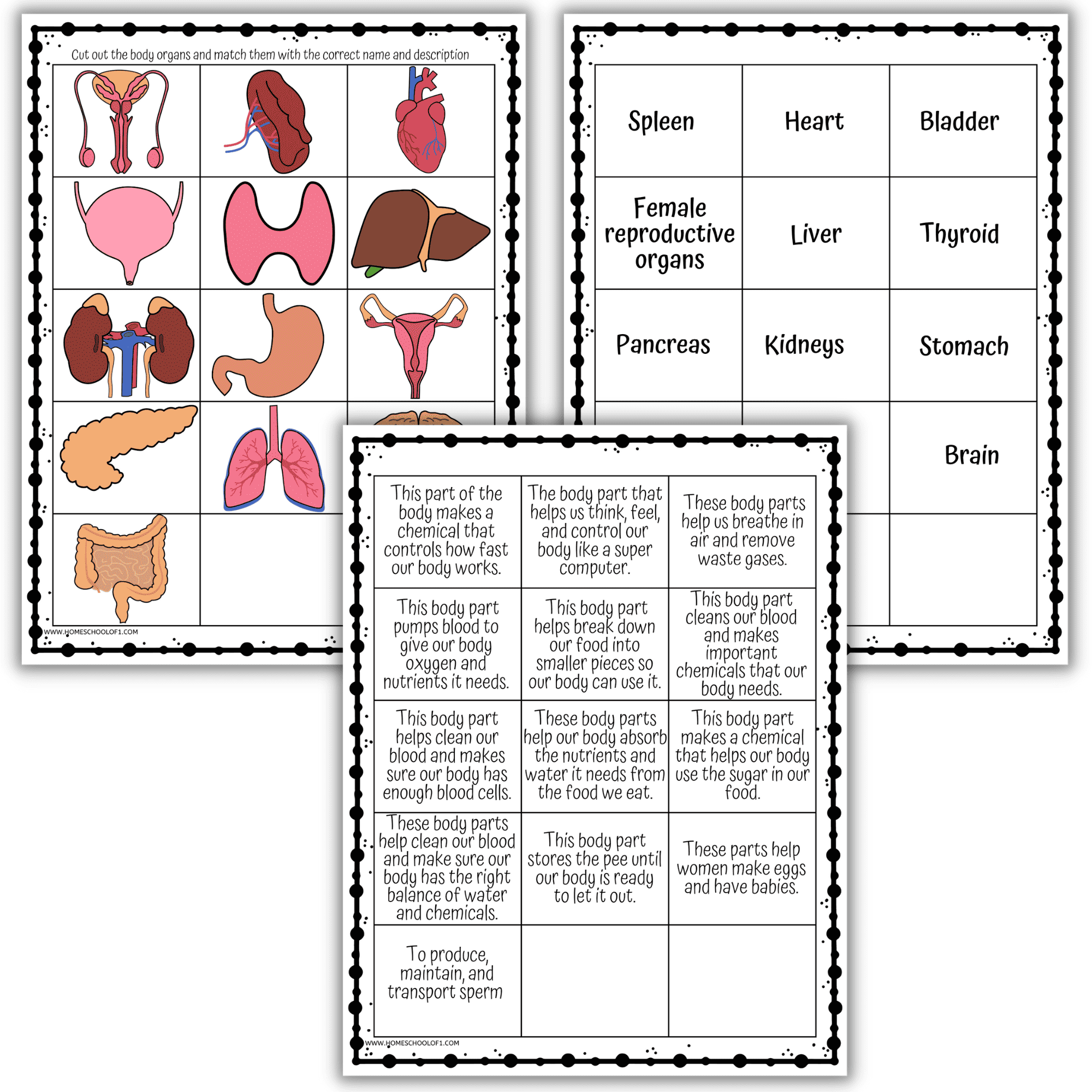 Body Organs Activity For Kids