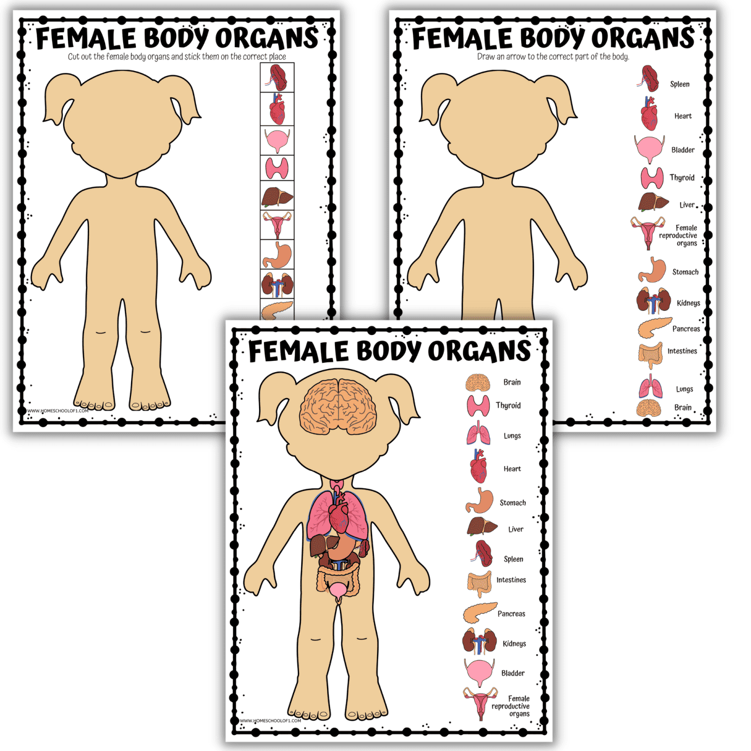 Human Body Systems Coloring Pages - Human Body Organs 4 1536x1536 