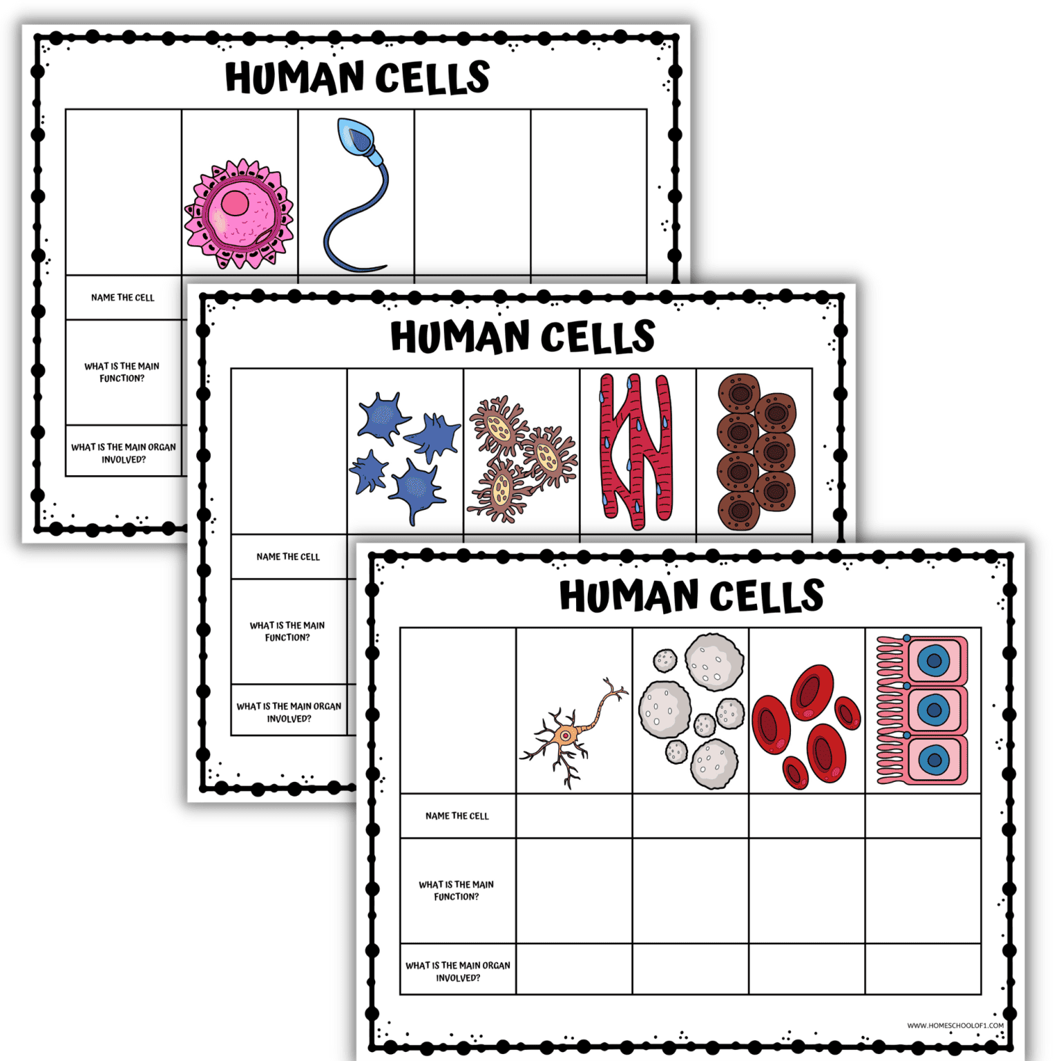 Human Cell Worksheet