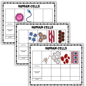 human cells printables Human cell labeling worksheet with neuron, blood cells, muscle cells, and enterocytes