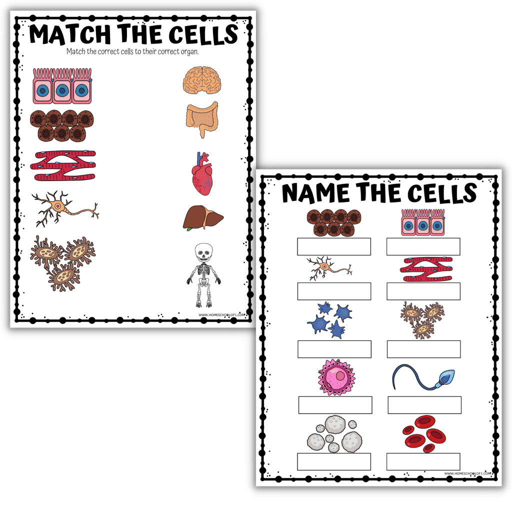 Human Cell Worksheet
