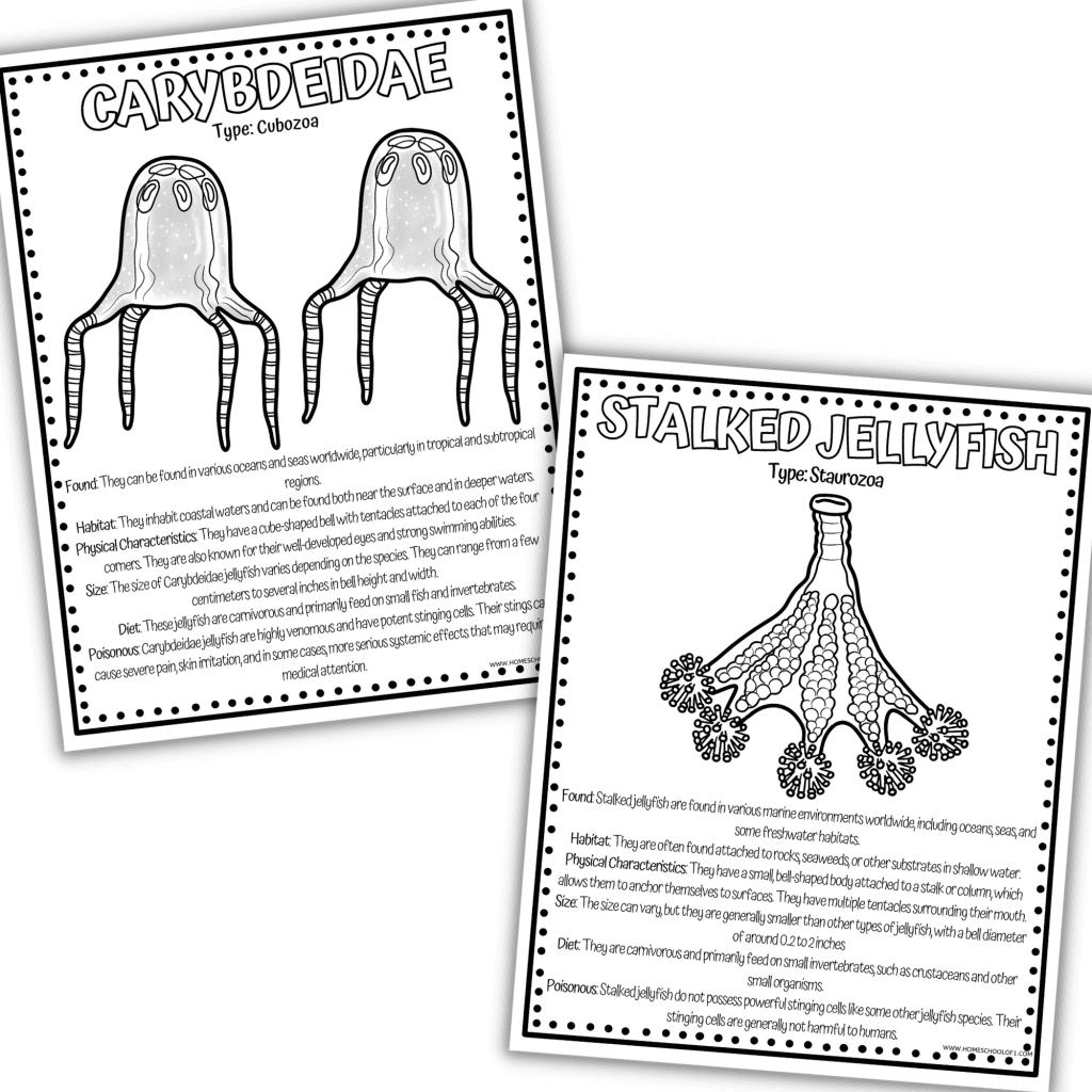 Cnidarians and Jellyfish Worksheets - Homeschool of 1 Shop