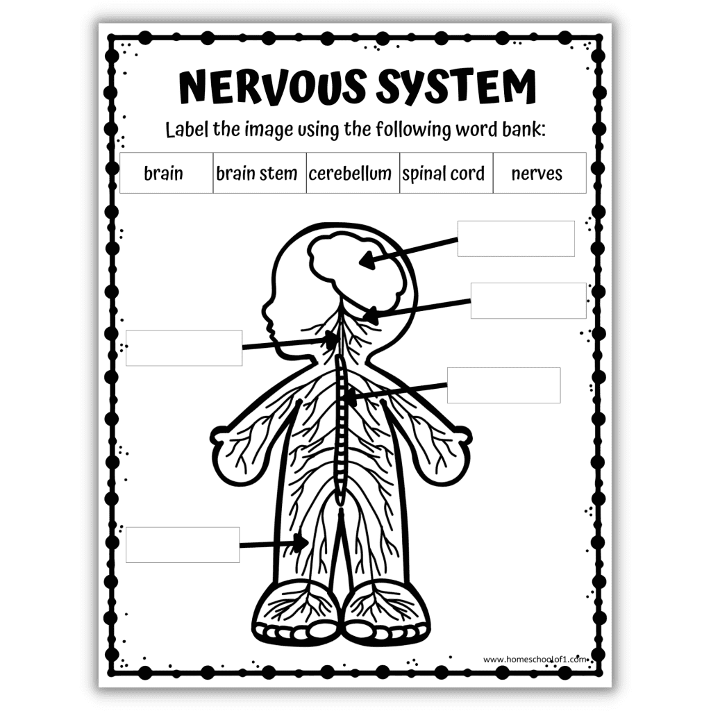 Human Body Systems Coloring Pages - Nervous System Labeling 1024x1024 