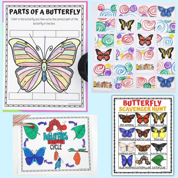 Life Cycle of a butterfly Worksheet Bundle