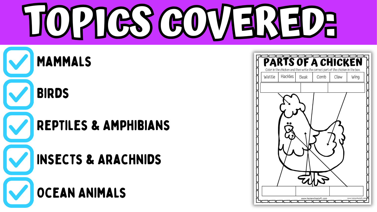 topics covered in the animal anatomy worksheets
