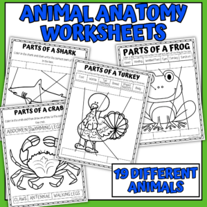 animal anatomy worksheets
