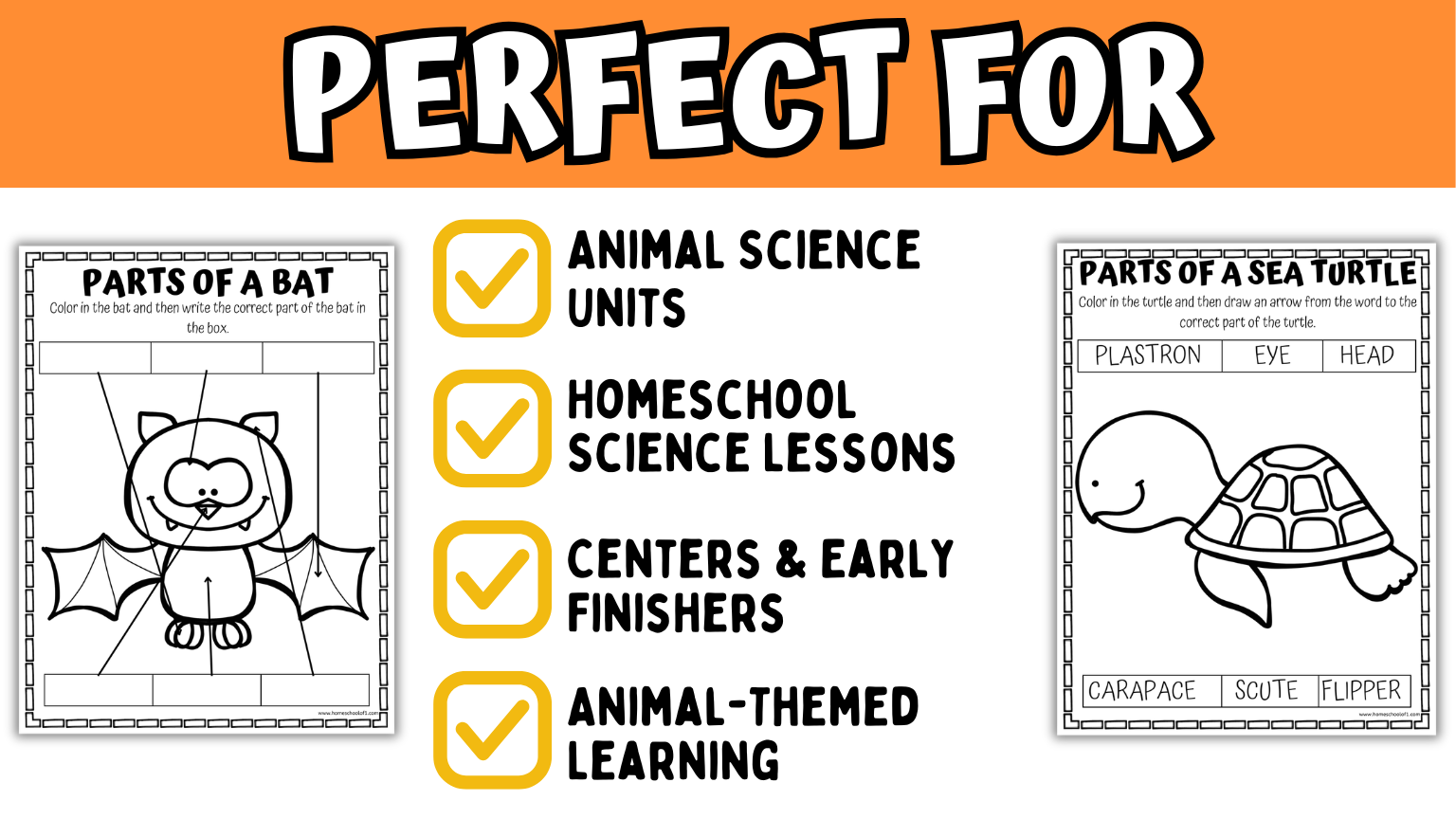 what the animal anatomy worksheets are perfect for