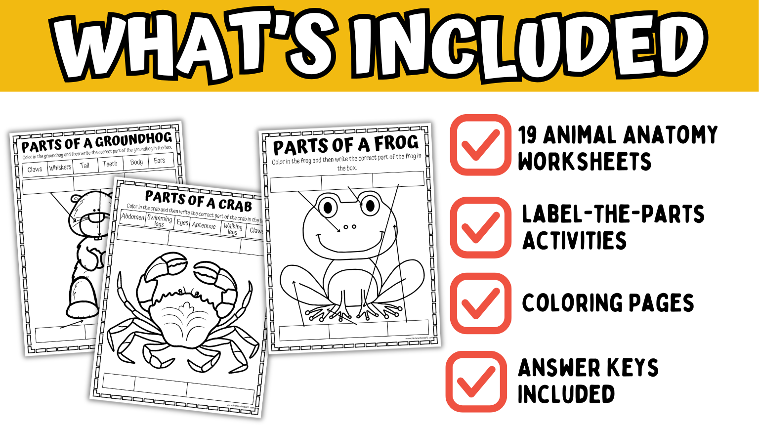 whats included in the animal anatomy worksheets