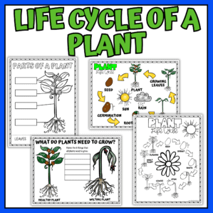 Plant Life Cycle Printable Pack